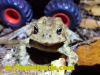 /home//u458753944/public_html/sourcegallery//McKaig Nature Center/2020-10-11/PA110703.JPG